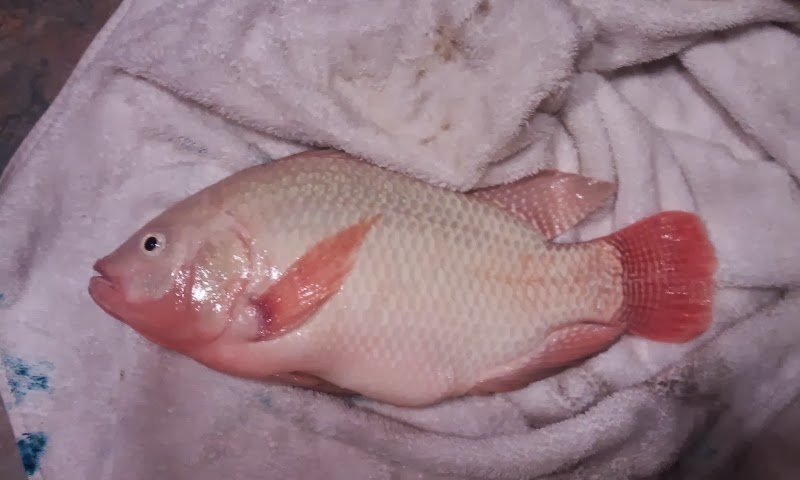 Big boy