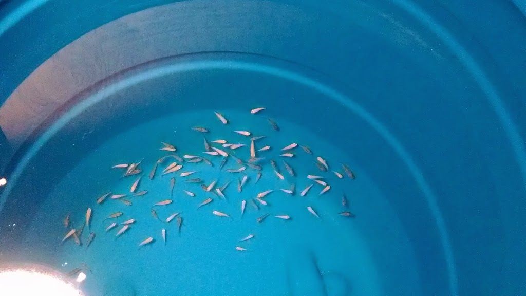 Lots of little fry