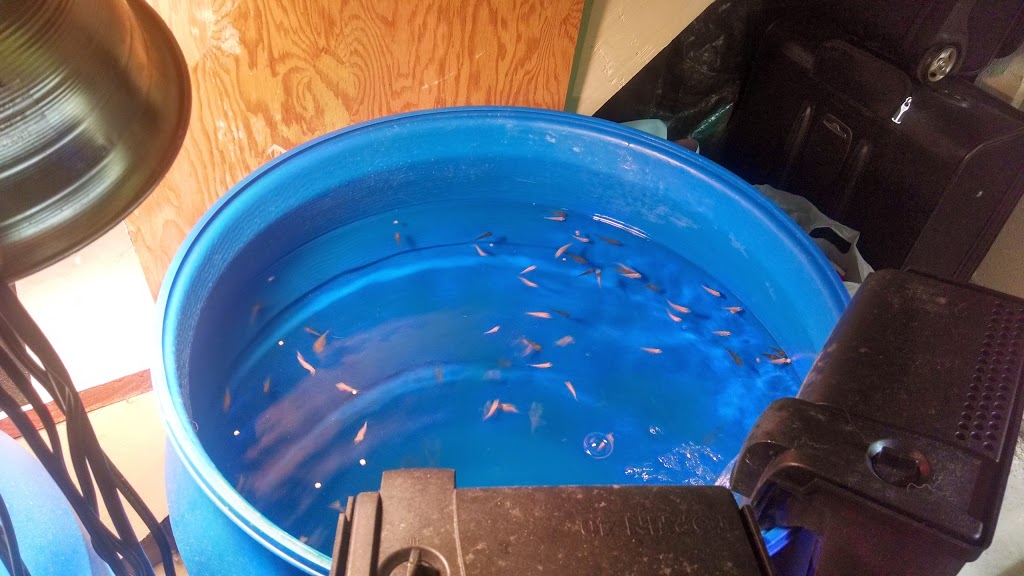 Using fish tank filters
